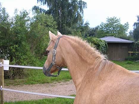 Welsh Pony (sec B) Chuela <33 billede 14