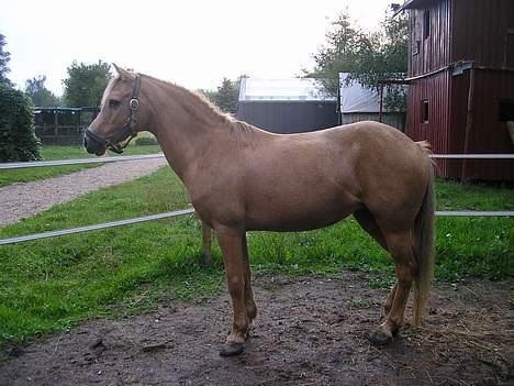 Welsh Pony (sec B) Chuela <33 billede 15