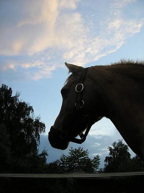 Welsh Pony (sec B) Chuela <33 billede 16