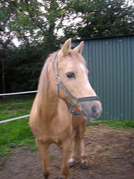 Welsh Pony (sec B) Chuela <33 billede 17