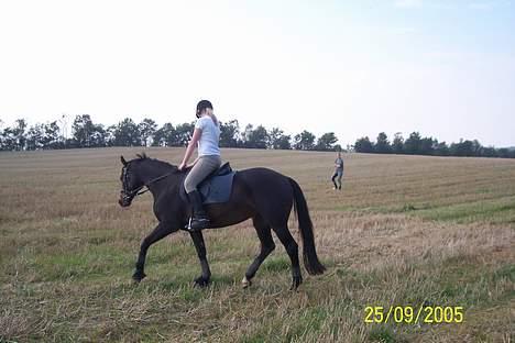 Dansk Varmblod Columbine AFLIVET - Første gang jeg red hende. billede 11