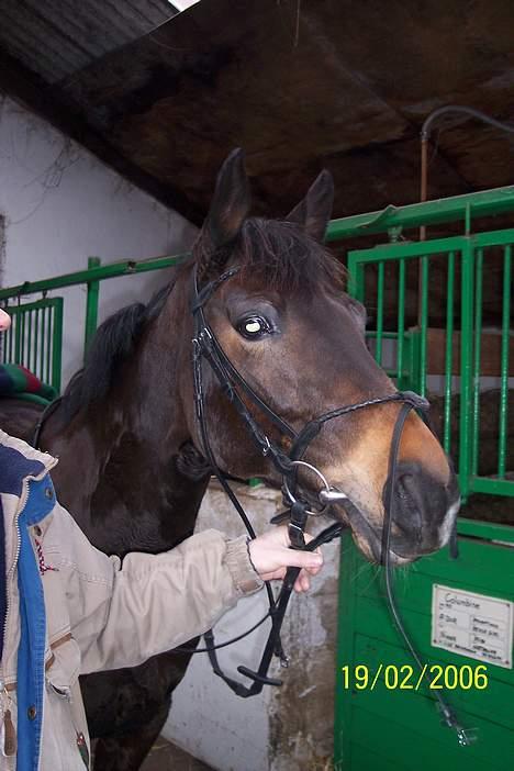 Dansk Varmblod Columbine AFLIVET - Hendes kønne hovede billede 14