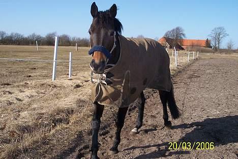 Dansk Varmblod Columbine AFLIVET - Min skæve hest billede 15