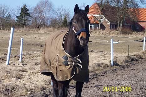 Dansk Varmblod Columbine AFLIVET - "Hvad var det?" billede 16