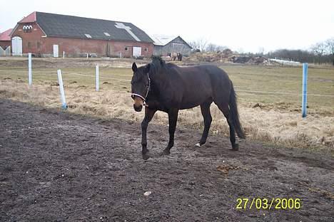 Dansk Varmblod Columbine AFLIVET - Her kommer jeg! billede 17