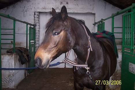 Dansk Varmblod Columbine AFLIVET - Opsadling billede 19