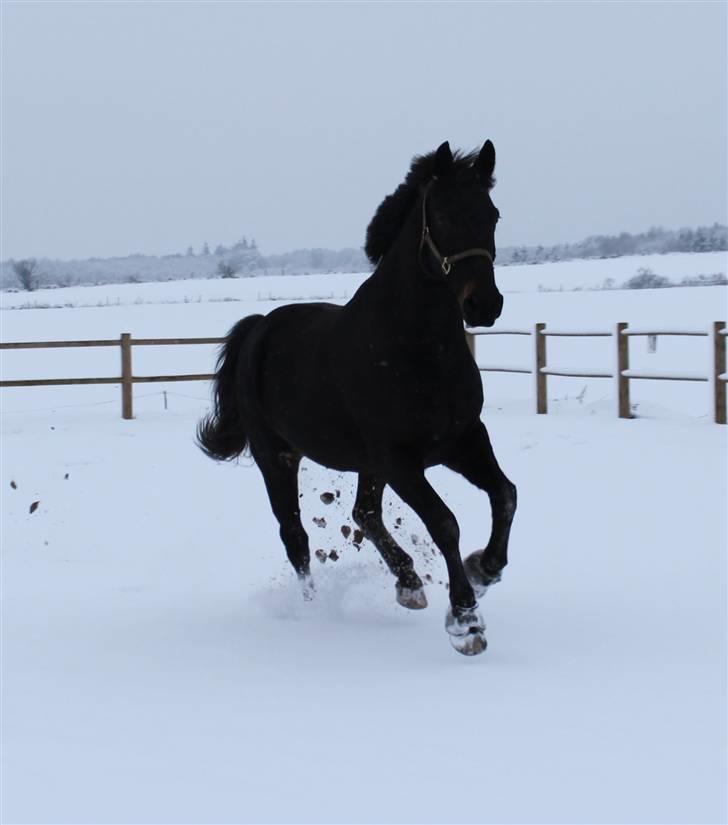 Anden særlig race Nazal - Solgt - Fuld galop i sneen:) Vinteren 09/10 billede 1