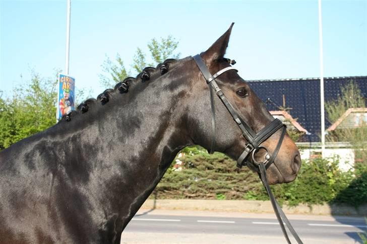 Anden særlig race Nazal - Solgt - 8 Maj 08: Nazal i front. Fotograf: Richelieu Arabians. billede 6