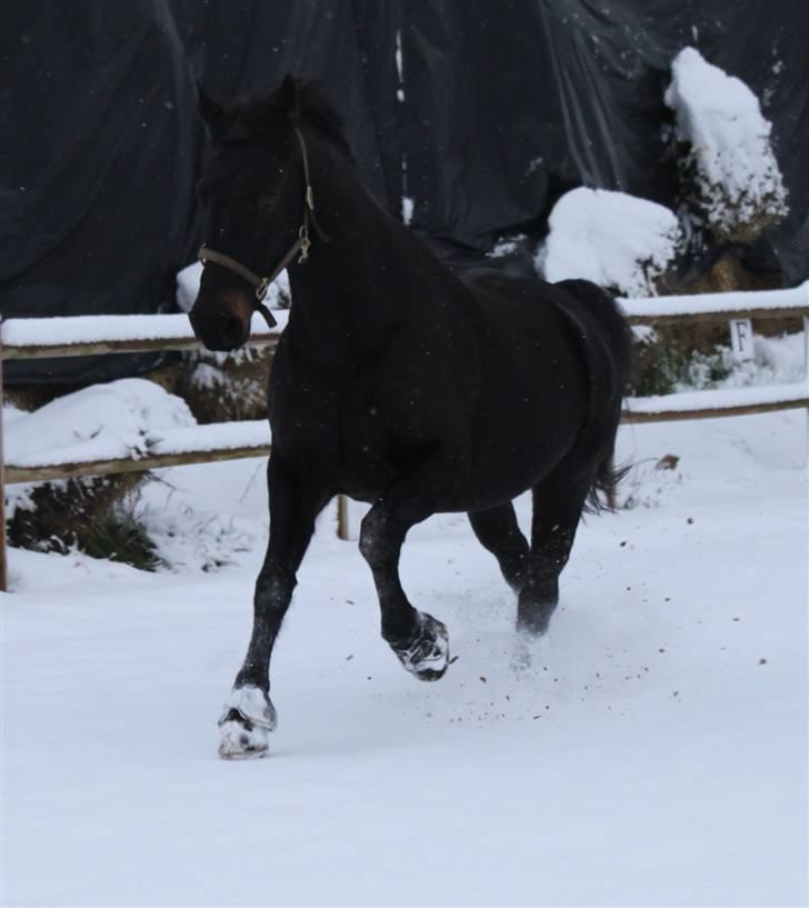 Anden særlig race Nazal - Solgt - Fuld galop.. billede 7