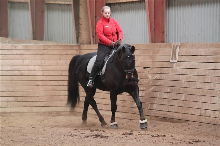 Anden særlig race Nazal - Solgt - Nyt, dressur træning Marts 10 - Tine madsen.. billede 8
