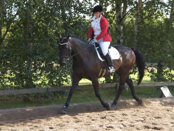 Anden særlig race Nazal - Solgt - Opvarmningen til stævne MBRK billede 9