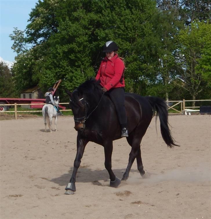 Anden særlig race Nazal - Solgt - 14 Maj 09: Træning på dressur banen uden sadel. billede 12