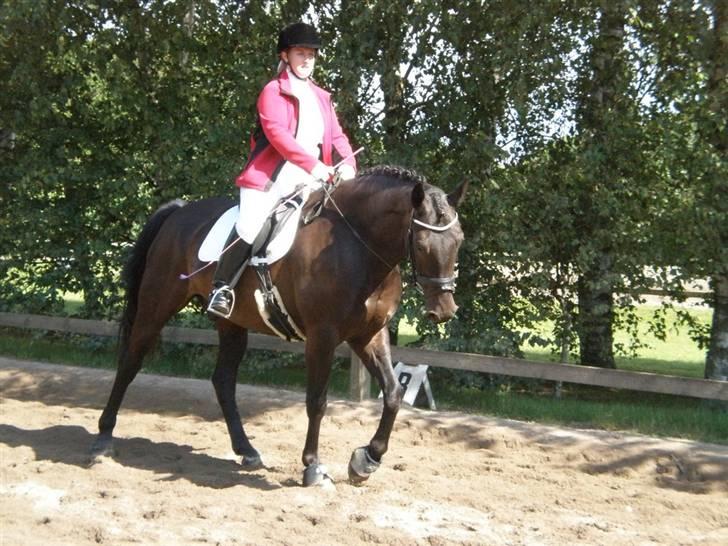 Anden særlig race Nazal - Solgt - skridt træning:) billede 13