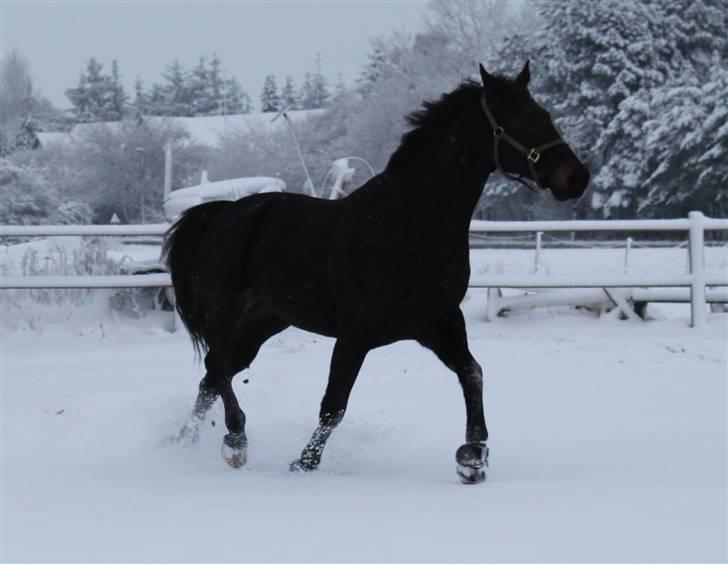 Anden særlig race Nazal - Solgt - Blær på banen i sneen:) Vinteren 09/10 billede 16