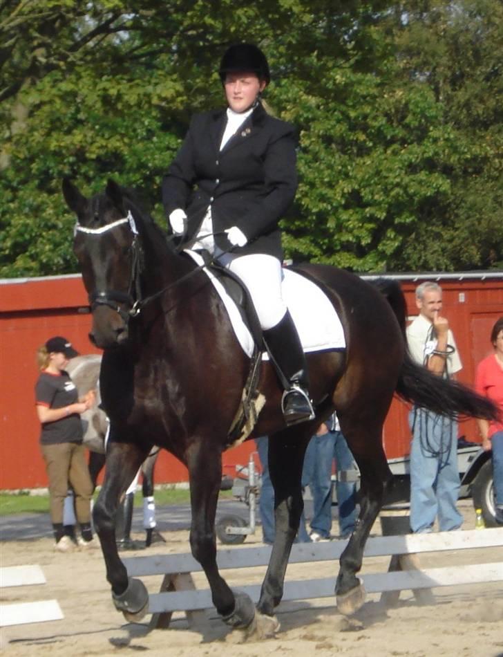 Anden særlig race Nazal - Solgt - Store hestedag 08. LB dressur billede 19