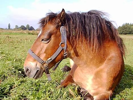 Gotlandsruss Twiggy - Min dejlige Hest Inden Hun blev aflivet billede 1