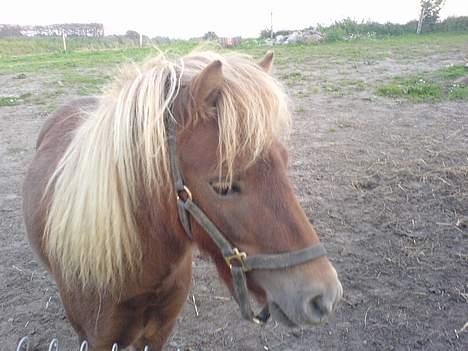 Shetlænder Prins - "Hvad er nu det?" billede 9