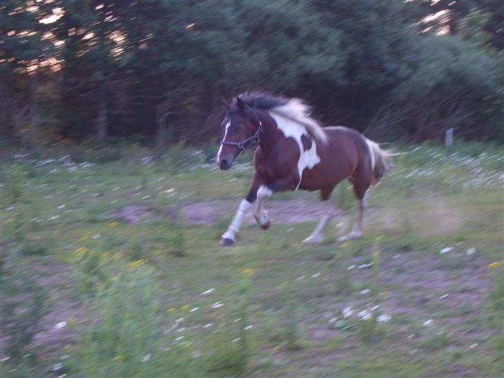 Pinto Wakan. billede 6