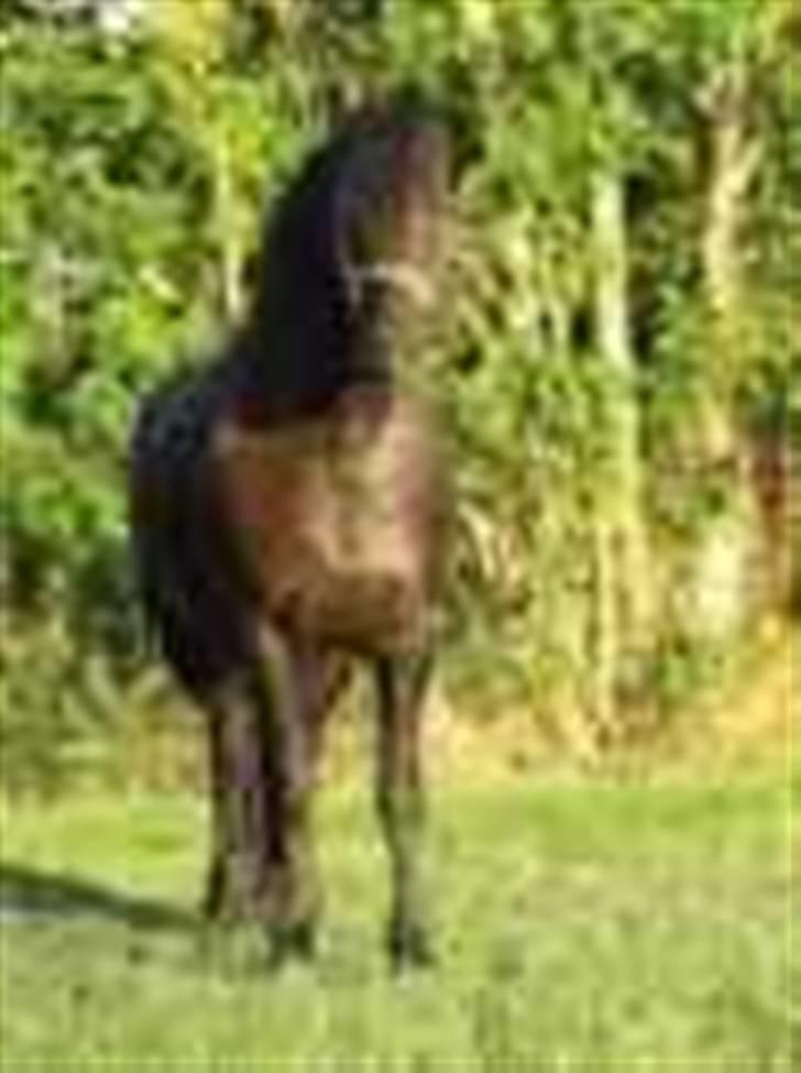 Frieser Kleine May STER billede 2
