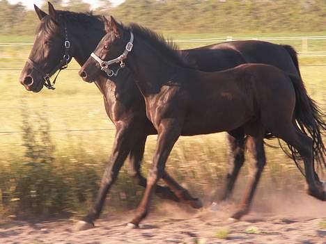 Oldenborg Borgstrøms Nolan (Solgt) billede 18