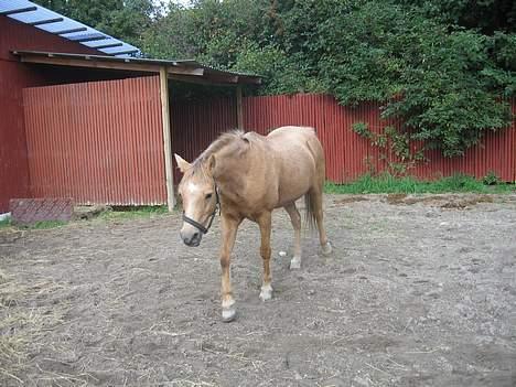 Welsh Pony (sec B) Chuela <33 billede 18