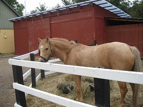 Welsh Pony (sec B) Chuela <33 billede 19