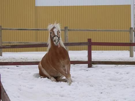 Haflinger Rosa (Død) - Fjoget??? Nej vel... billede 9