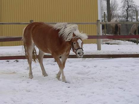 Haflinger Rosa (Død) - Snehunden Rosa... billede 10