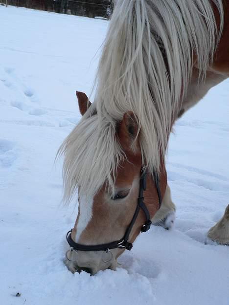 Haflinger Rosa (Død) - Sne kan man kun få for lidt af...  billede 11