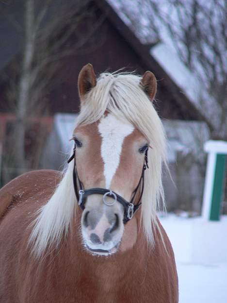 Haflinger Rosa (Død) billede 12