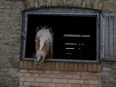 Haflinger Rosa (Død) billede 13