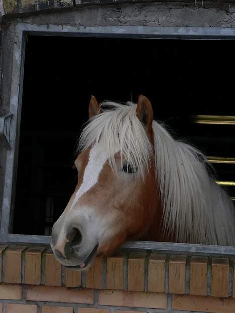 Haflinger Rosa (Død) billede 14