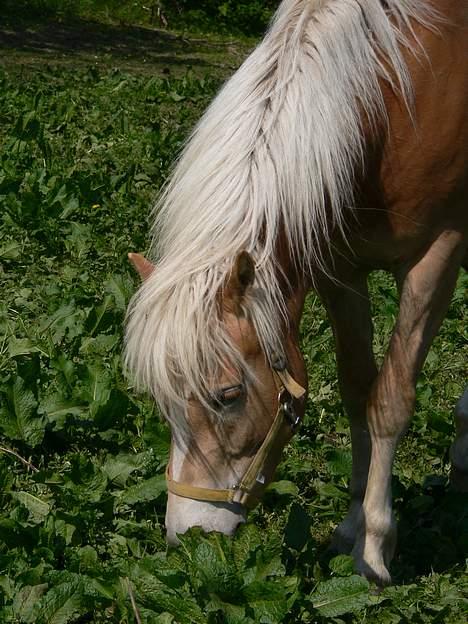 Haflinger Rosa (Død) - Forår 2006 billede 15
