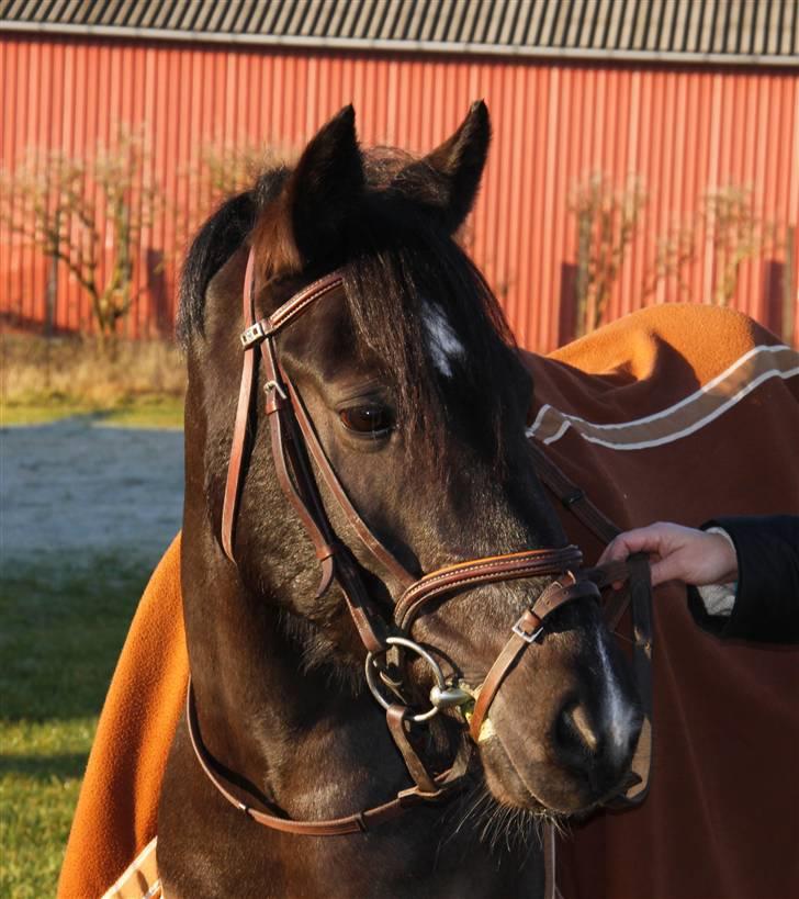 Anden særlig race Torpegårds Master SOLGT / - master billede 2