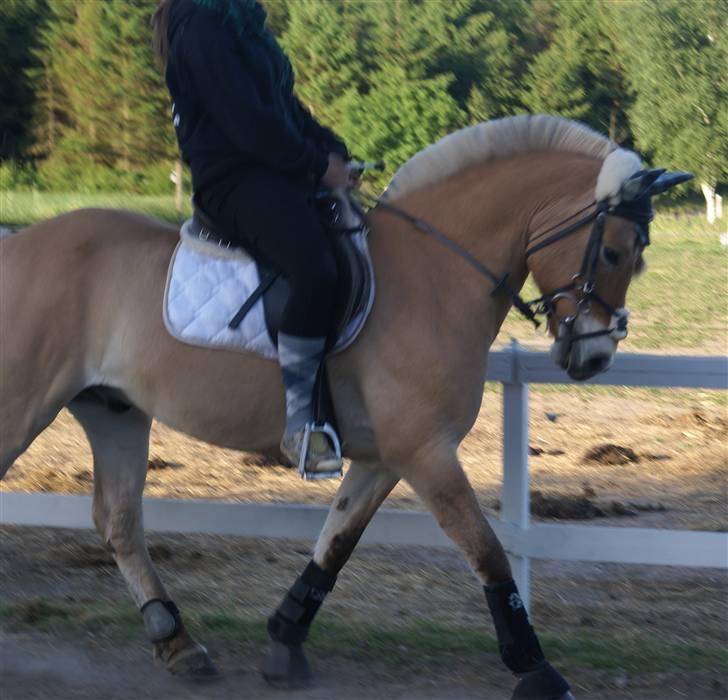 Fjordhest Romoses Jolly Jumper - Dressur. Synes han er blevet kanon. Men der mangler stadig en del. Ser ud til jeg har meget ved ham, men har jeg ikke.  billede 10