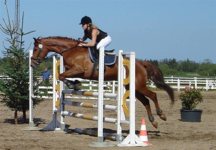 Dansk Varmblod Ness'  - pinsestævne i JMR-08. LC-spring. billede 6