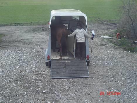 Dansk Varmblod Ness'  - Anden gang  Nesser er i trailer, ca. 3 mdr. efter hun var i trailer første gang efter hun slog hovedet op i loftet . , taget den 16 marts-06 , det er Charlotte Paaske , som står i den hvide fleecetrøje. billede 7