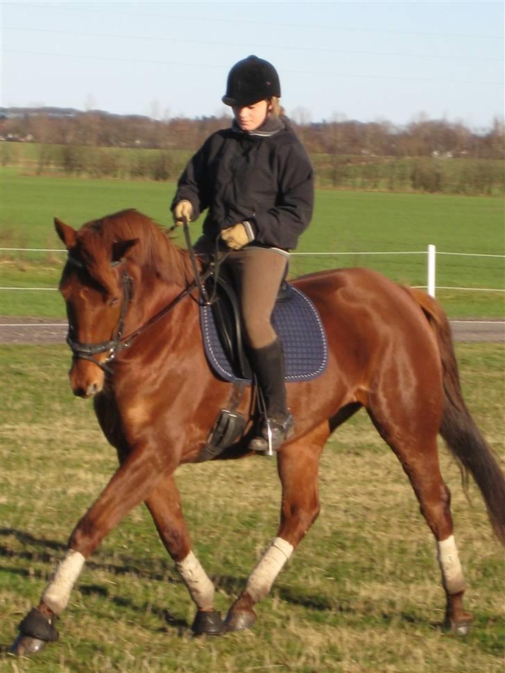 Dansk Varmblod Ness'  - Ness og jeg træner marts-08 billede 8