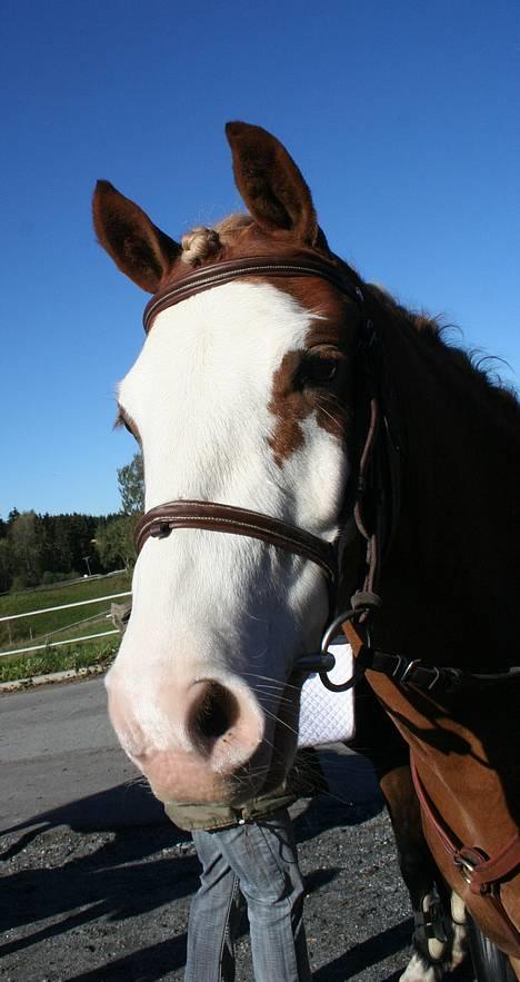 Anden særlig race Lucky One - Hej! velkommen til min profil:D billede 1