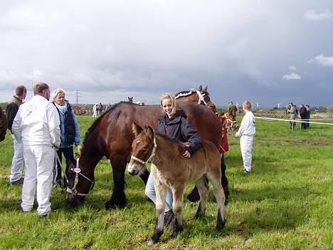 Belgier Sandra - fra Roskilde Dyrskue 2006 billede 6