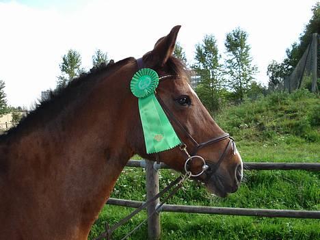 Anden særlig race Daniella - Himmelhest 21.nov. 2012 - vores fine 3. plads billede 4