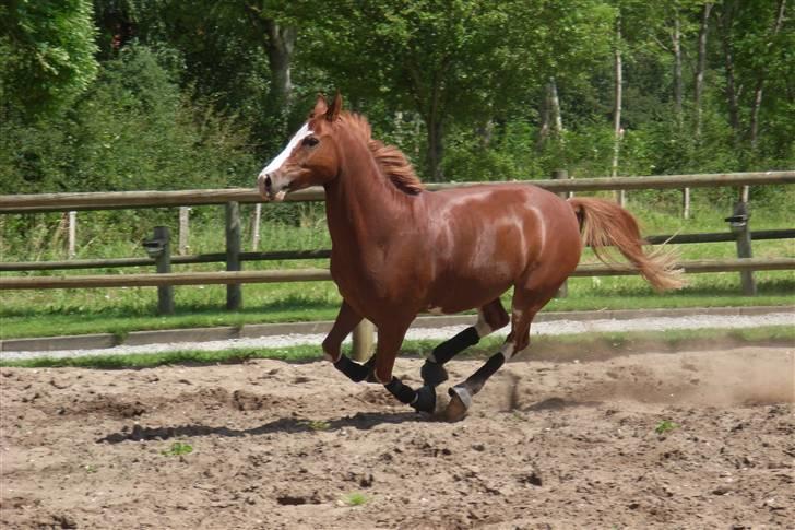 Anden særlig race Houdini - 20# Lyn Houdini!!! Taget d 19 juli af mig (2207) billede 20