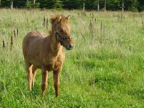 Islænder Ubbi fra Vestergaard - Ubbi har fået øje på nogle travheste på den anden side.. billede 13
