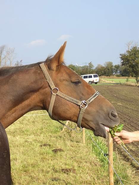 Traver Pam n s  •RIP• billede 20