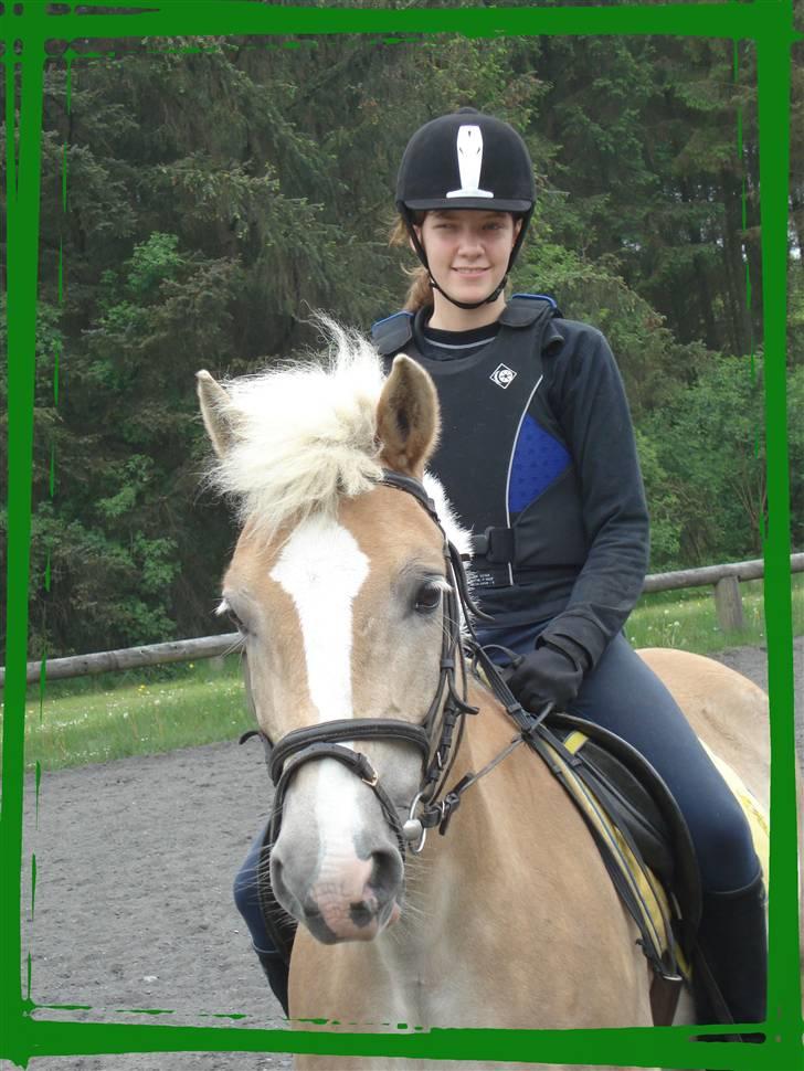 Haflinger Balder Gl. Halvpart - SMUKKE! billede 1
