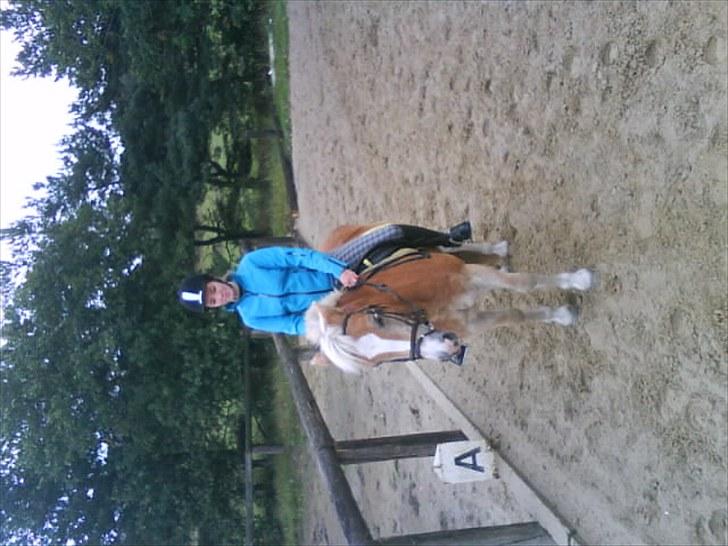 Haflinger Balder Gl. Halvpart billede 2