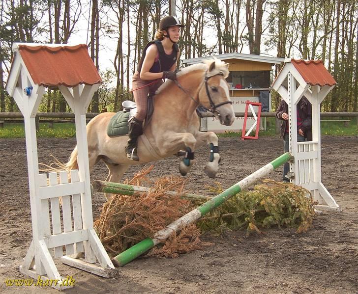 Haflinger Balder Gl. Halvpart - Kom ikke og sig at en haflinger ikke kan springe :D billede 3