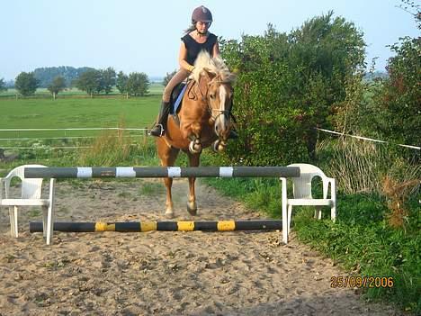 Haflinger Resi Kastanjegård - Spring. . d. 26/9 billede 11