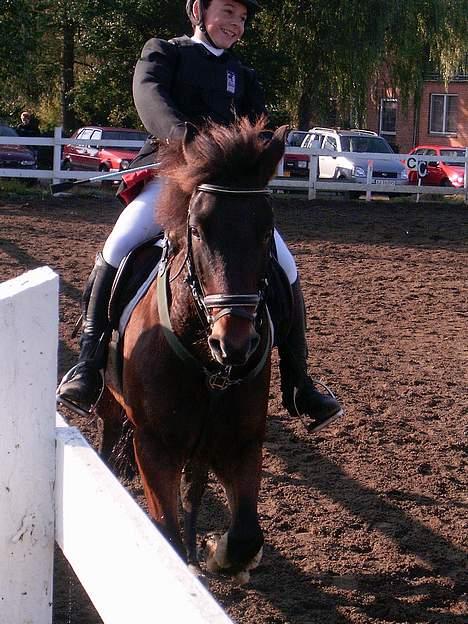 New Forest Odbjergs Aladdin(lånepony - se hvor glad jeg er det ville i nok også være vis i lige havde fådet 2  1. plasser ikke.... billede 11