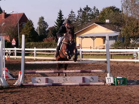 New Forest Odbjergs Aladdin(lånepony - stævne mfr billede 12